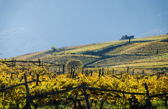 vigneti territorio LorenzMartini 570