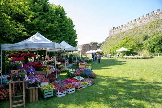 05 Fiori nella Rocca Lonato del Garda itin 22 570