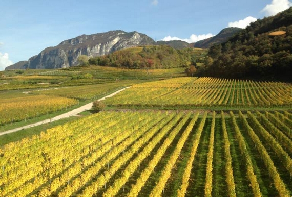 Zini vigneti resistenti casagrande itin 22 570