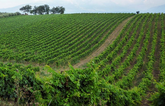 bosco nestore vigneti 1 itin 570