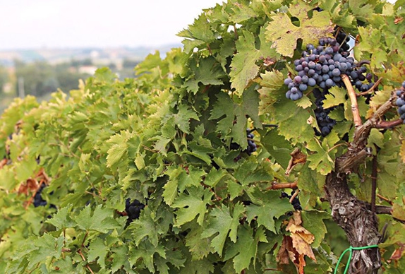 bosco nestore vigneti uva itin 570