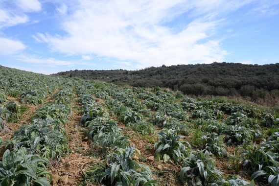 campi carciofi niscemi slow food itin 22 570