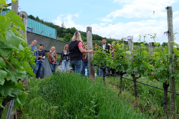cantine aperte maso poli vigneto itin 22 570