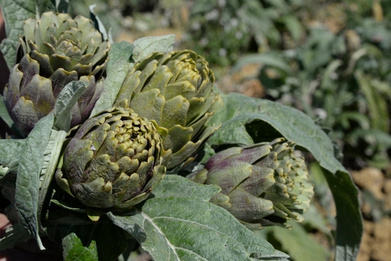 carciofi niscemi slow food itin 22 570
