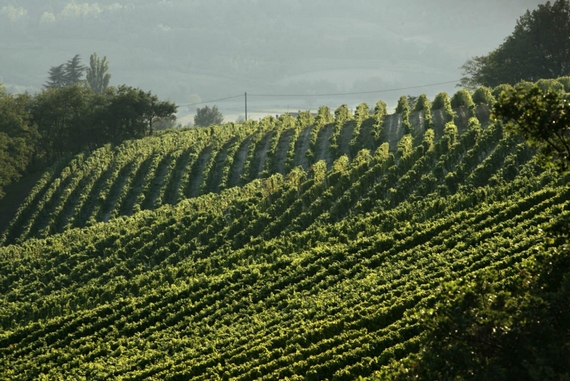 colli alessandria vigneti itin 22 570