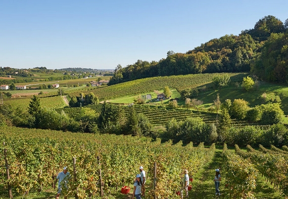 collina valdobbiadene bouquette itin 22 570