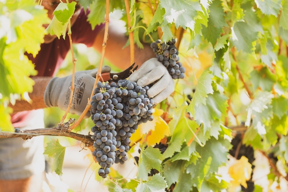 evento chianti classico vallepiccolavendemmia itin 22 570