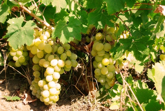 feste 22 passito pantelleria comolli 6 itin 570