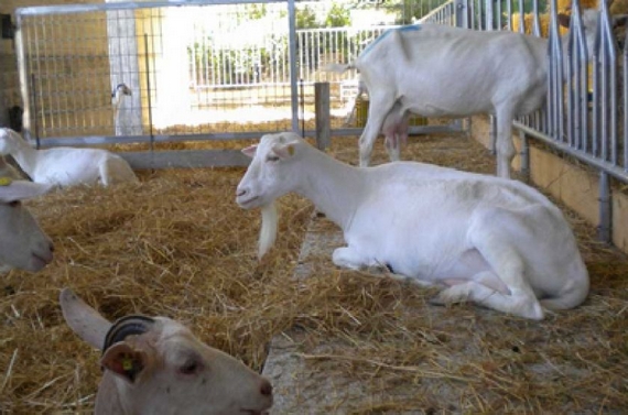 formaggi santanna procopio capre itin 570