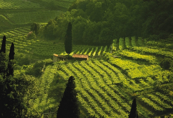 omaggio cantina vivallis itin 6 22 570
