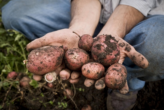 patate nebrodi slowfood 1 itin 22 570