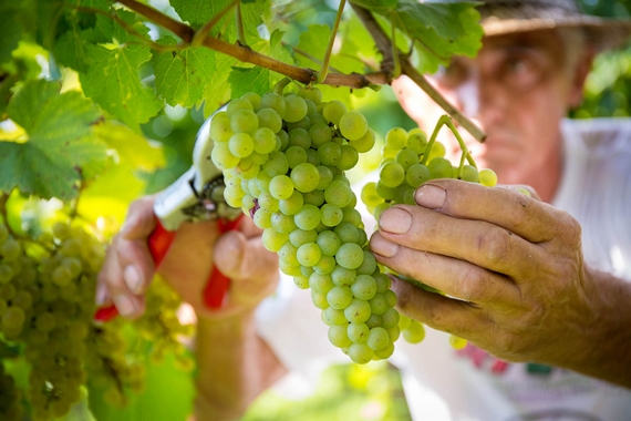 vendemmia a mano malvasia comolli itin 570