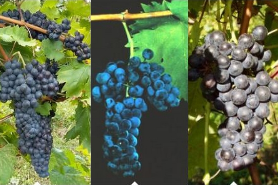 vini antici wipi itin 22 570