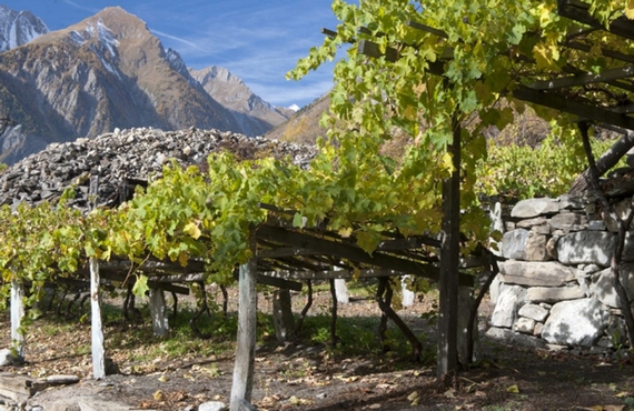 vini vigneti storici itin itin 1 22 570