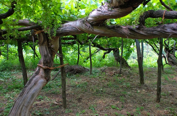 vini vigneti storici itin itin 2 22 570
