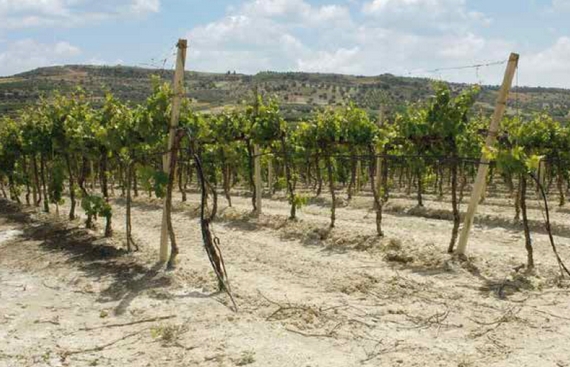 viticultura eroica casagrande 6 itin 22 570