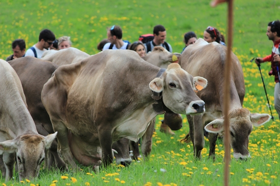 09 Malga Meleit ids 23 570