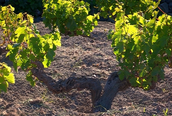 Pantelleria alberelloUnesco zibibbo23