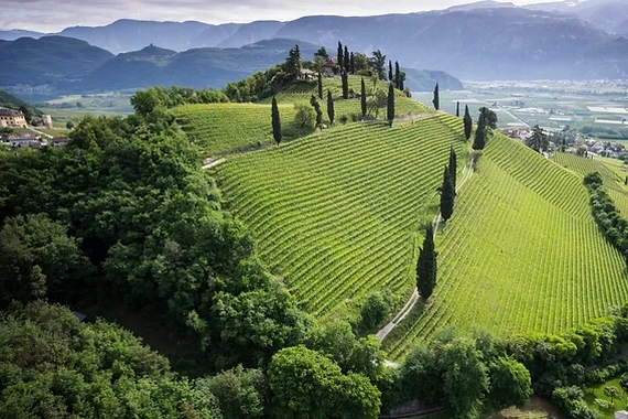 Vigna Kastelaz Elena Walch Termeno migliori vigne 570