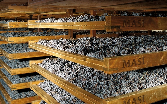appassimento una amarone valpolicella 01 570