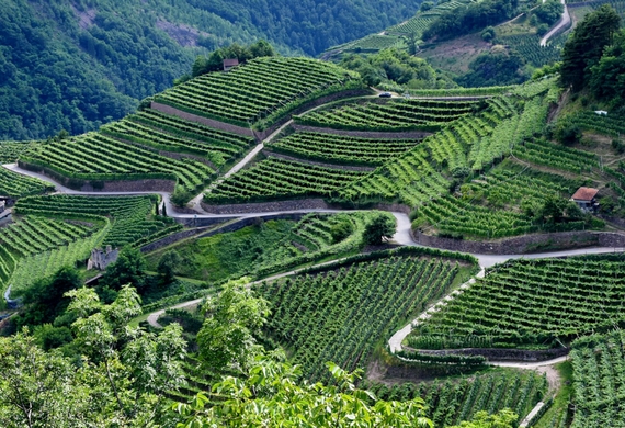 attilioscienza premio trentino casagrande 03 570