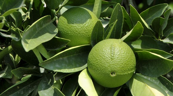 bergamotto verde 23