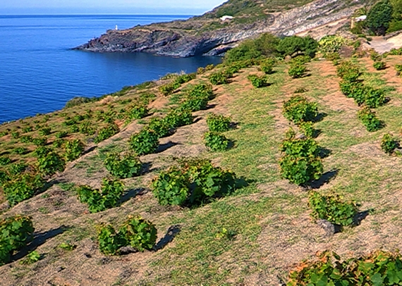 feste 22 passito pantelleria comolli 1 itin 570