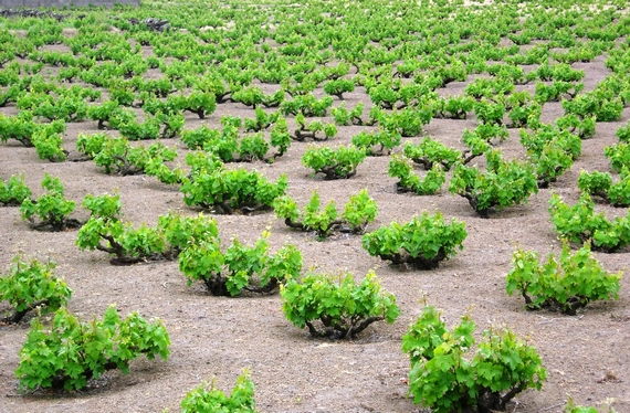 fotovignaunesco alberellobasso esclusivo pantesco ids