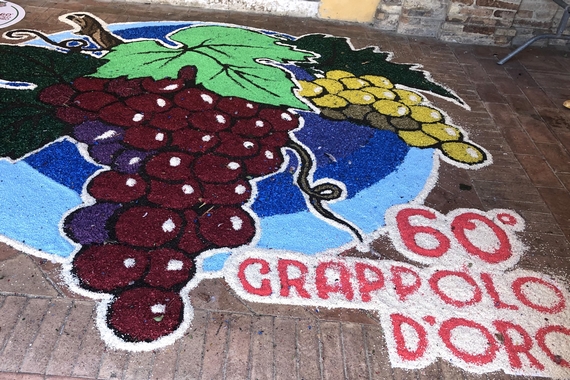 grapppolo doro marche 570