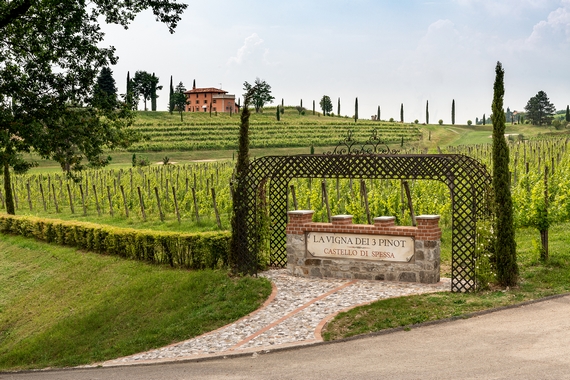 la vigna dei 3 pinot.jpg 570