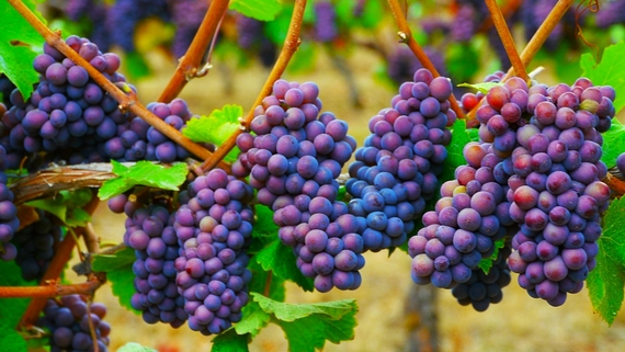 pinot grigio stelle e strisce america casagrande 23 07