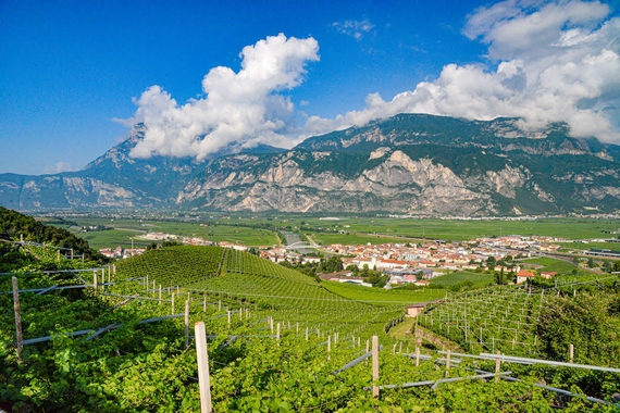 pinot grigio stelle e strisce america casagrande 23 08