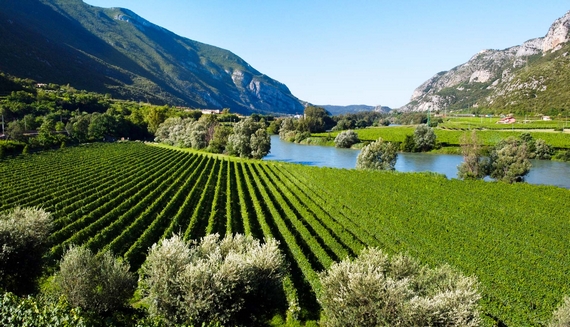 pinot grigio stelle e strisce america casagrande 23 09