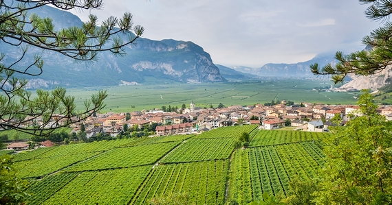 pinot grigio stelle e strisce america casagrande 23 10