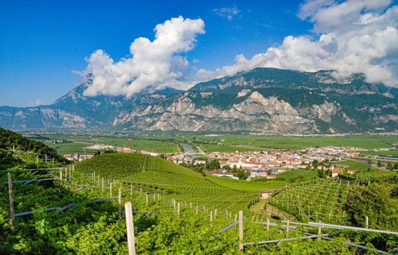 pinot grigio venezie casagrande agosto 23 01 570
