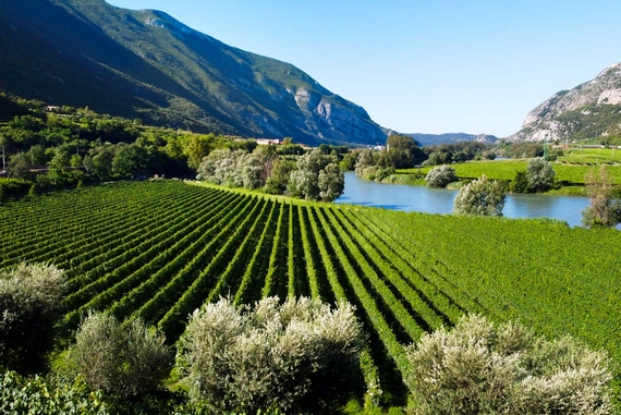 pinot grigio venezie casagrande agosto 23 02 570