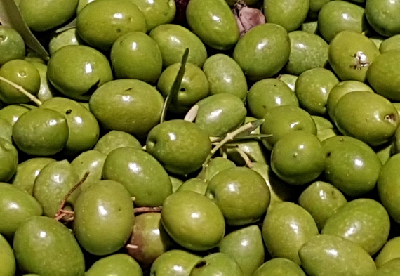 rapporto olio roberta garibaldi