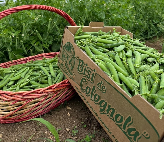 sagra bisi colognola vr casagrande 23 02 570
