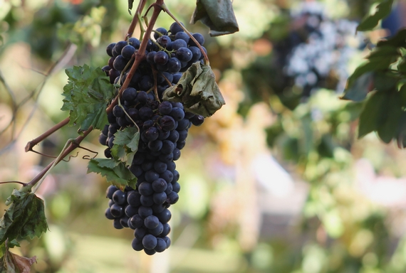 tipicità marche montecassino vendemmia 02 23