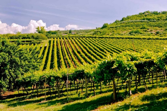 vigneti collina valpolicella amarone 23 570