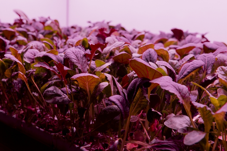 PlanetFarms SKS 021 750