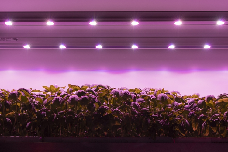 PlanetFarms SKS 022 750