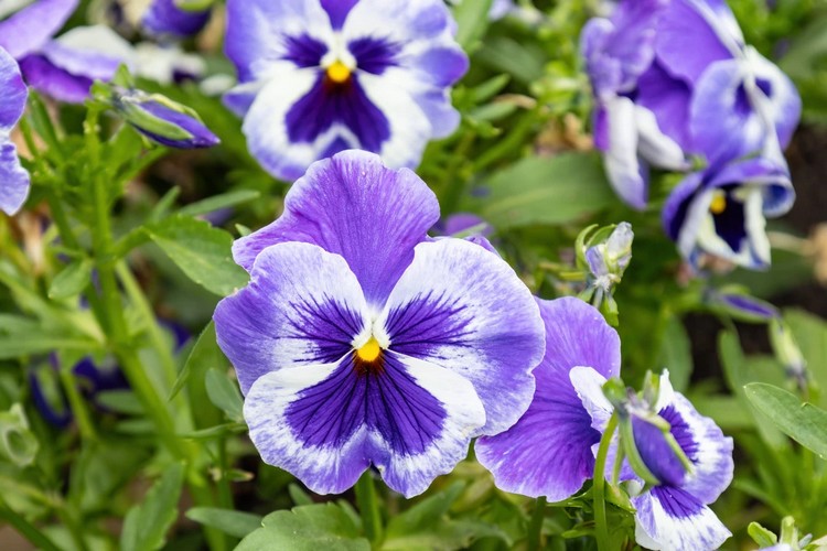 fiori zur bolzano