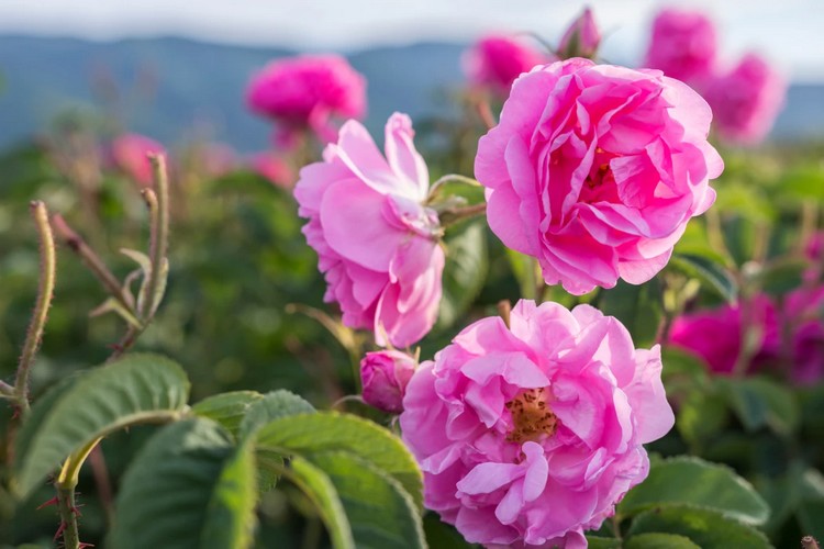 fiori zur bolzano 3