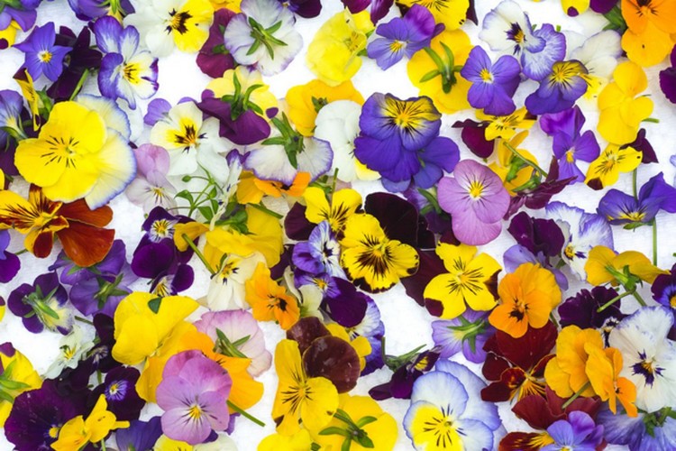 zur cibo e fiori