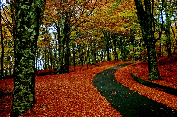 PARCO REGIONALE DELLE SERRE 1 itin 22 570.jpg