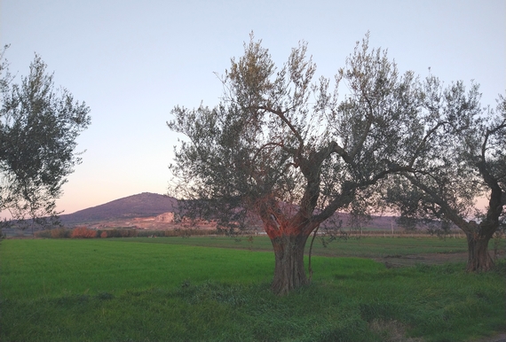 ULIVO CULTIVAR CANINO itin 22 570 edit.jpg