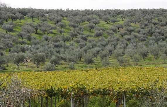 campagna_moscufo olio aprutino 570.jpg