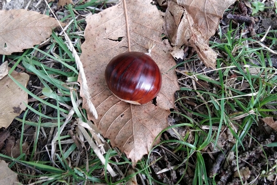 castagna mosciarella 1 itin 22 570.jpg