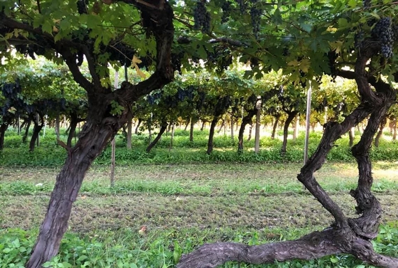 enantio riserva fugatti roeno 2 itin 22 570.jpg